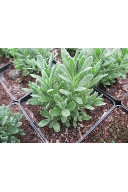 Лаванда Блу Сент Ерлі саджанці в контейнері Р9